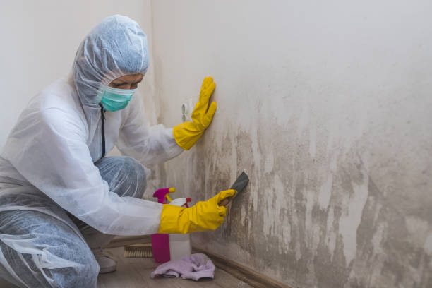 Best Mold Damage Repair  in Sioux City, IA