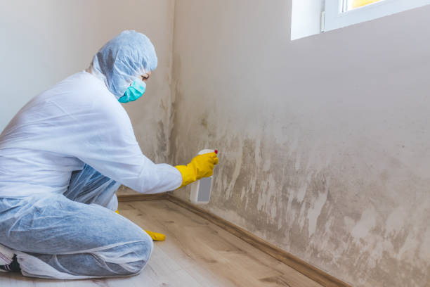 Mold Testing and Removal in Sioux City, IA
