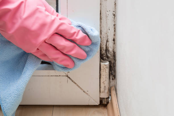 Best Crawl Space Mold Removal  in Sioux City, IA